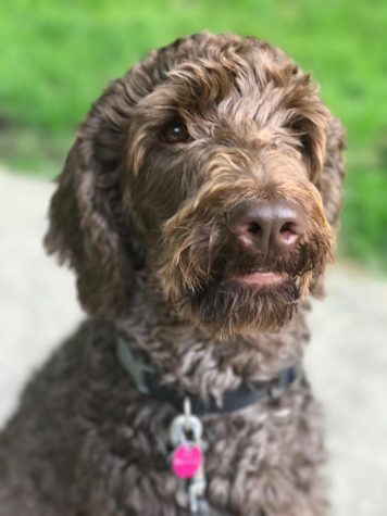 2018: The Year of the Dog