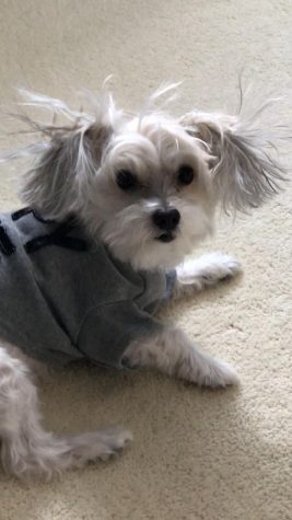 Student Spotlight: Dog Edition