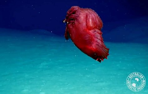 The Headless Chicken Monster Lurks Down Below