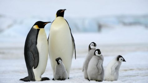 Antarctica: Your New Vacation Spot?