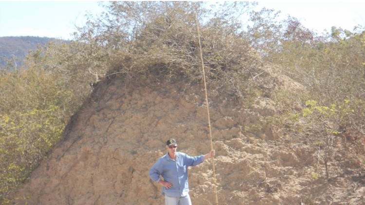 Researcher in front of termite mound in Brazil.
