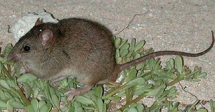 Bramble Cay melomys is also called the Bramble Cay Mosaic-Tailed Rat.