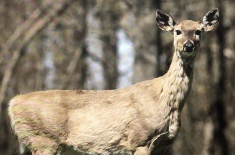 Zombie Deer