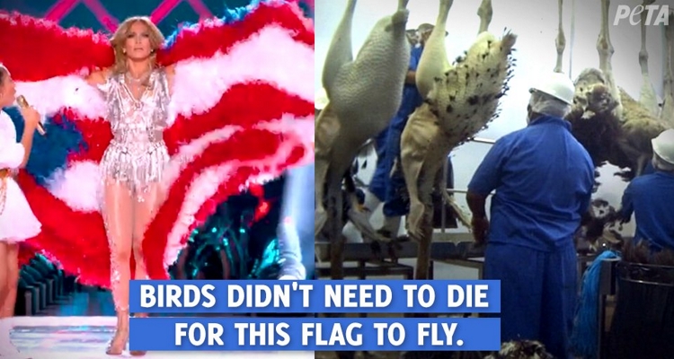 PETA%E2%80%99s+tweet%0ATweet+from+PETA+displaying+Jennifer+Lopez+wearing+a+feather+flag+and+birds+in+a+slaughterhouse.%0A